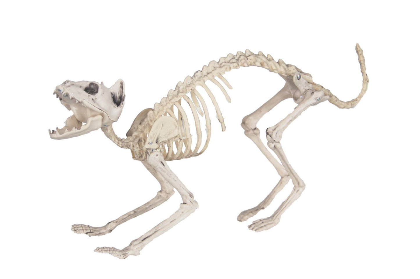 ESQUELETO DE GATO